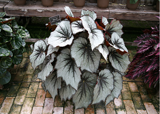 B. ‘Silver Lake’